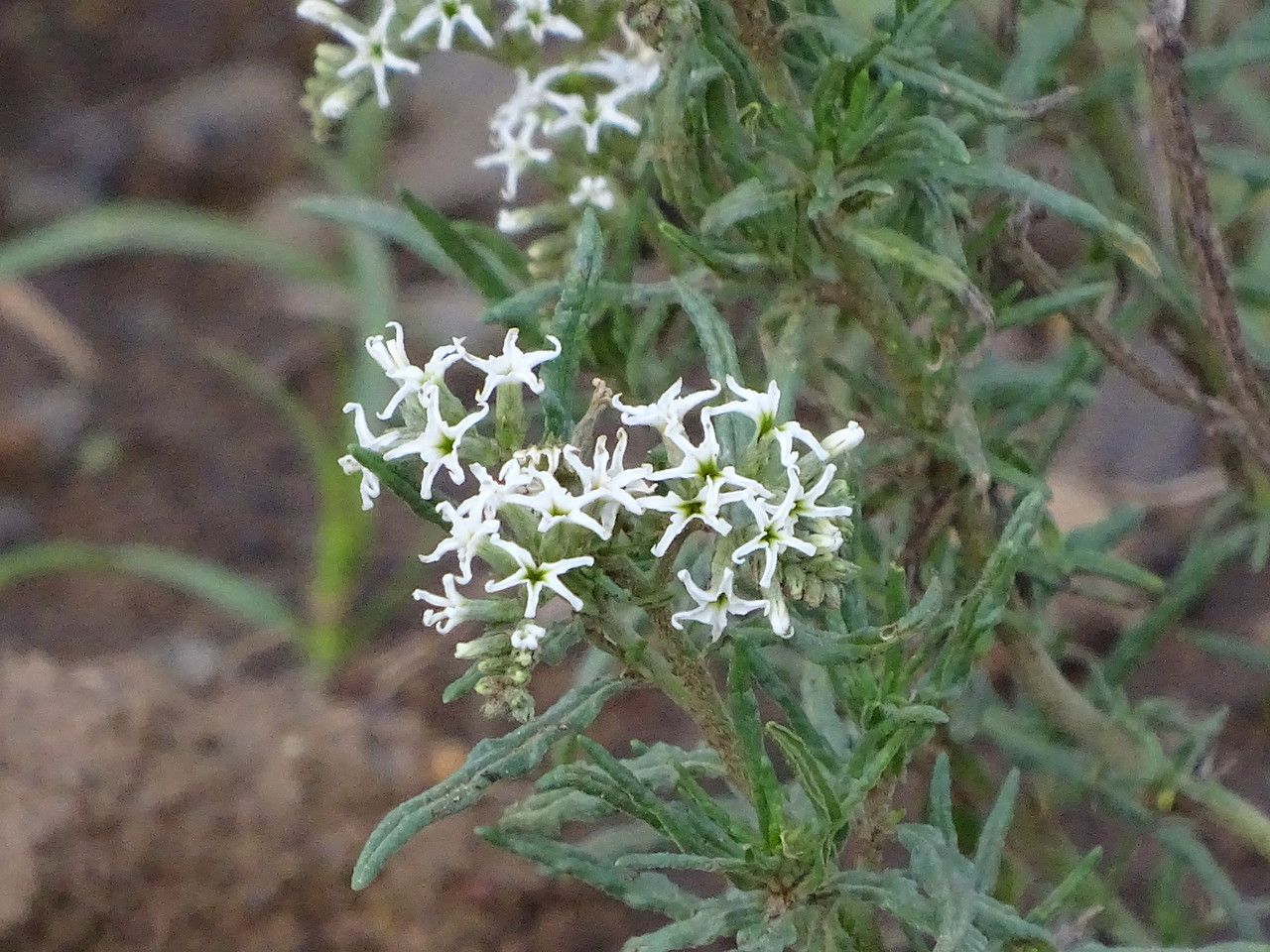 Heliotropium longiflorum flower