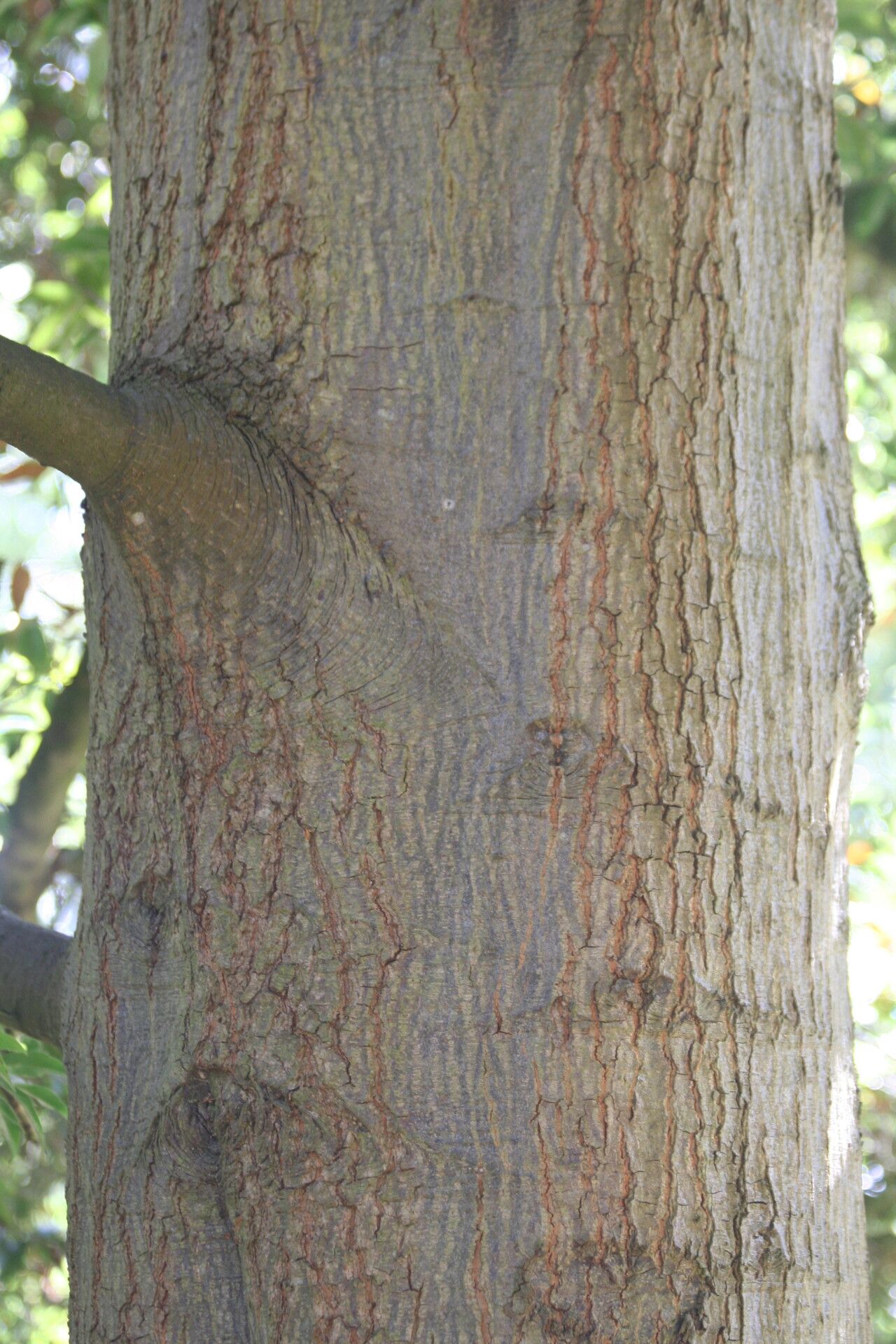 Quercus affinis bark