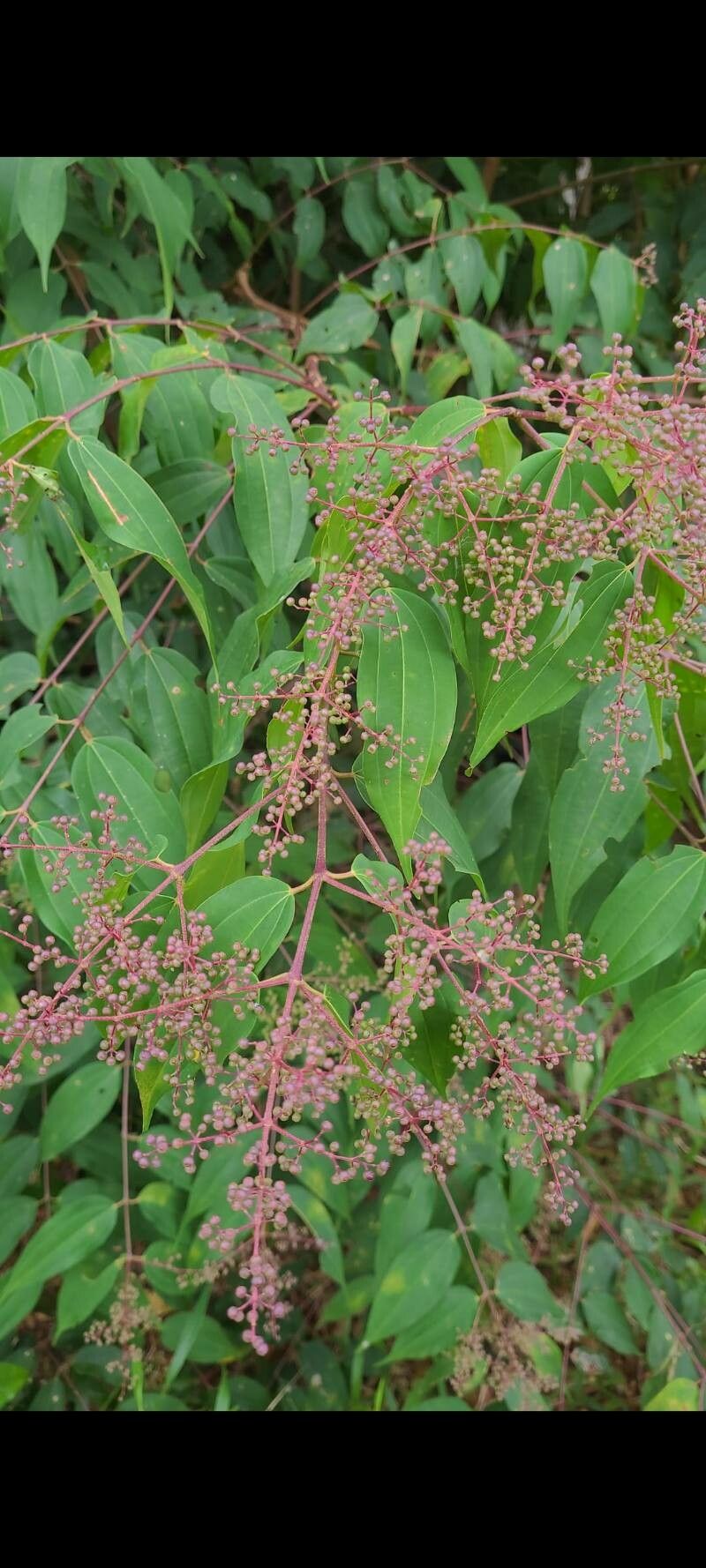 Miconia minutiflora — search result for 'Melastomataceae'
