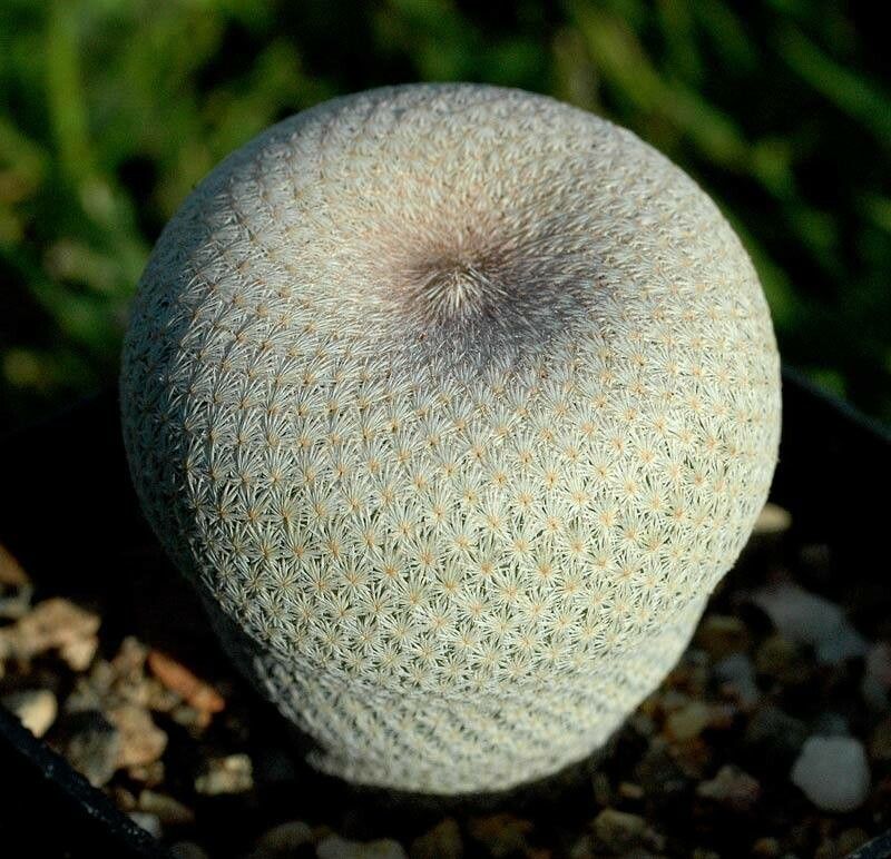 Epithelantha bokei habit
