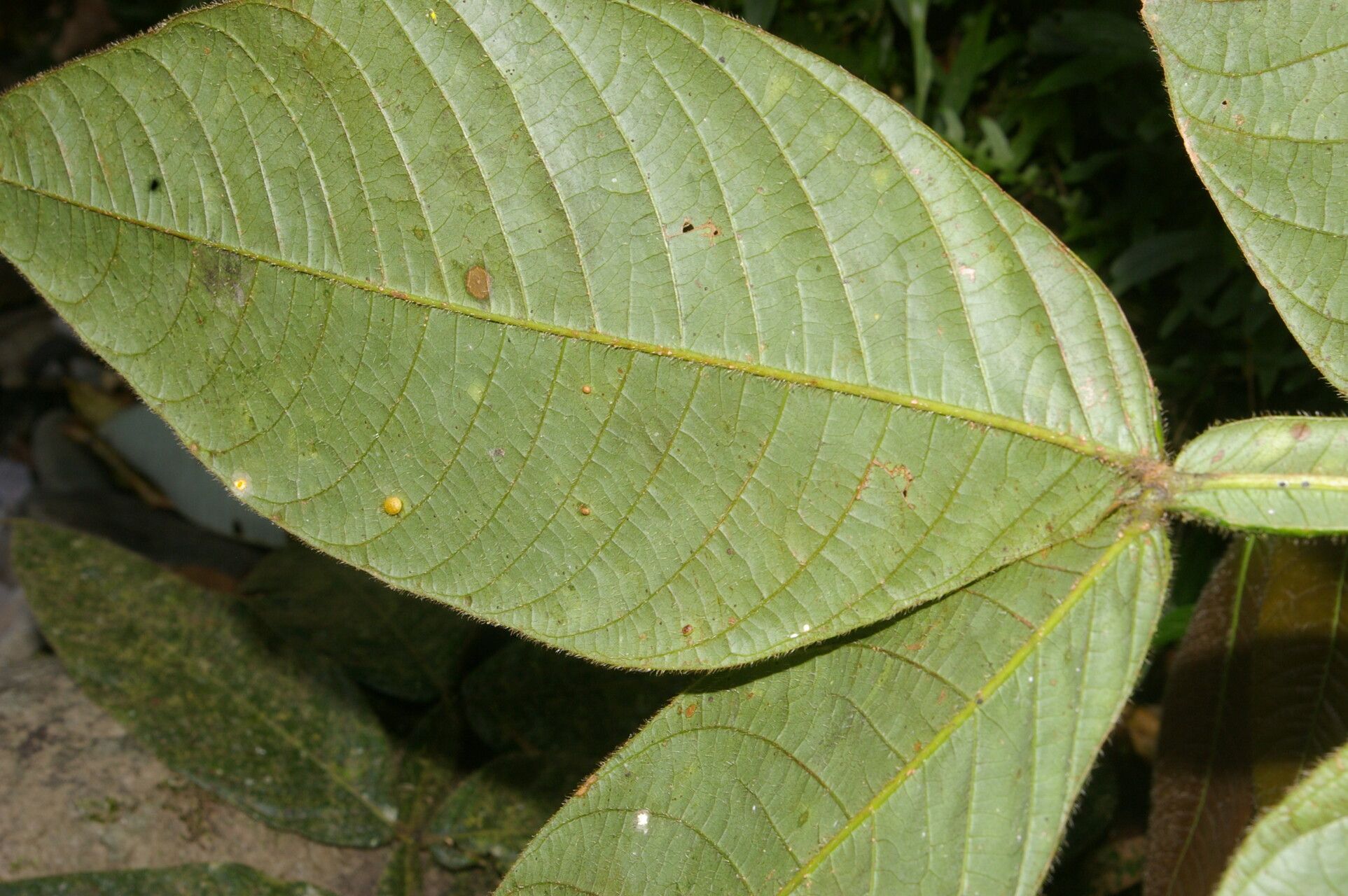 Inga tonduzii — houseplant care guide