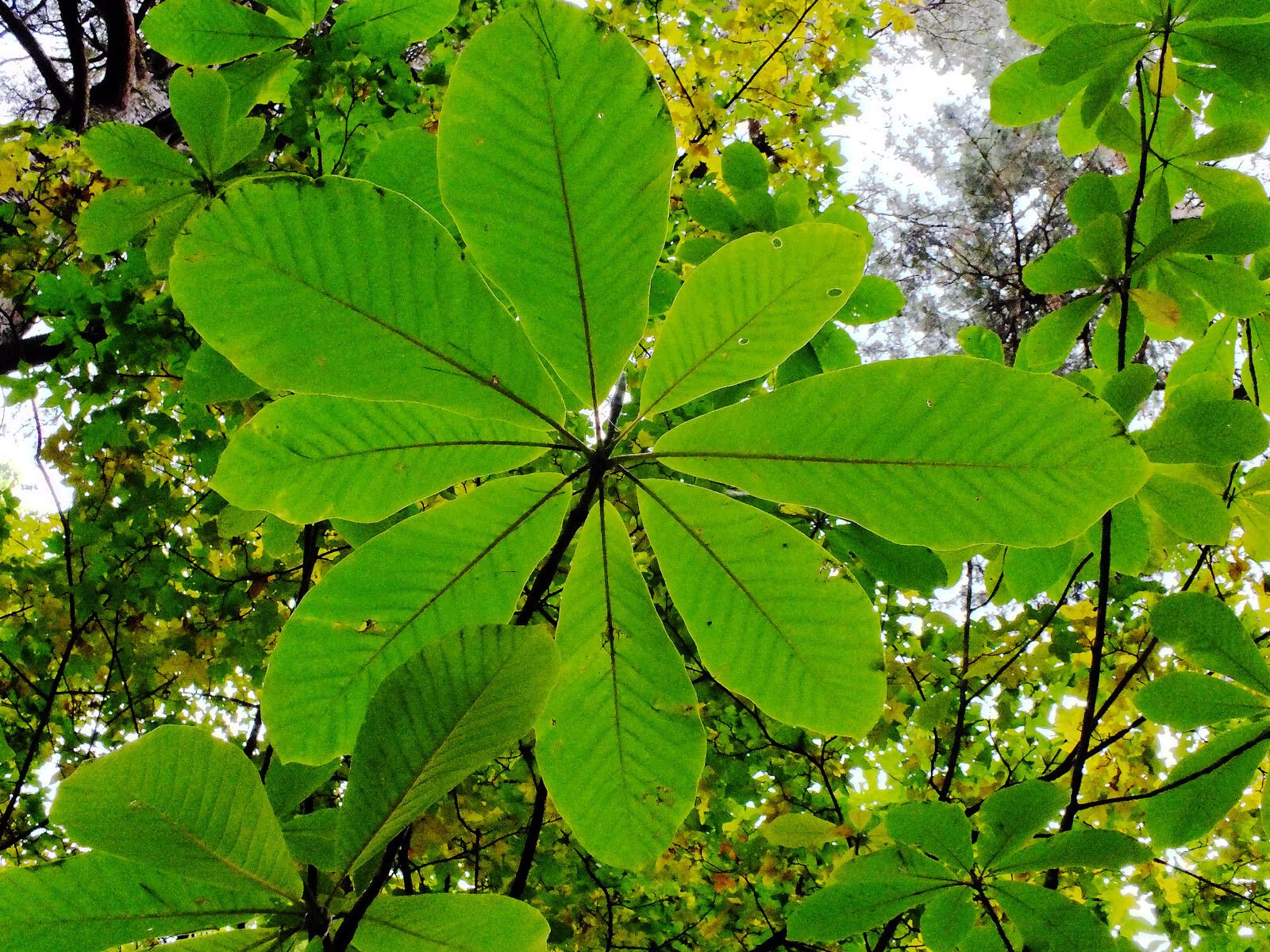 Magnolia obovata leaf