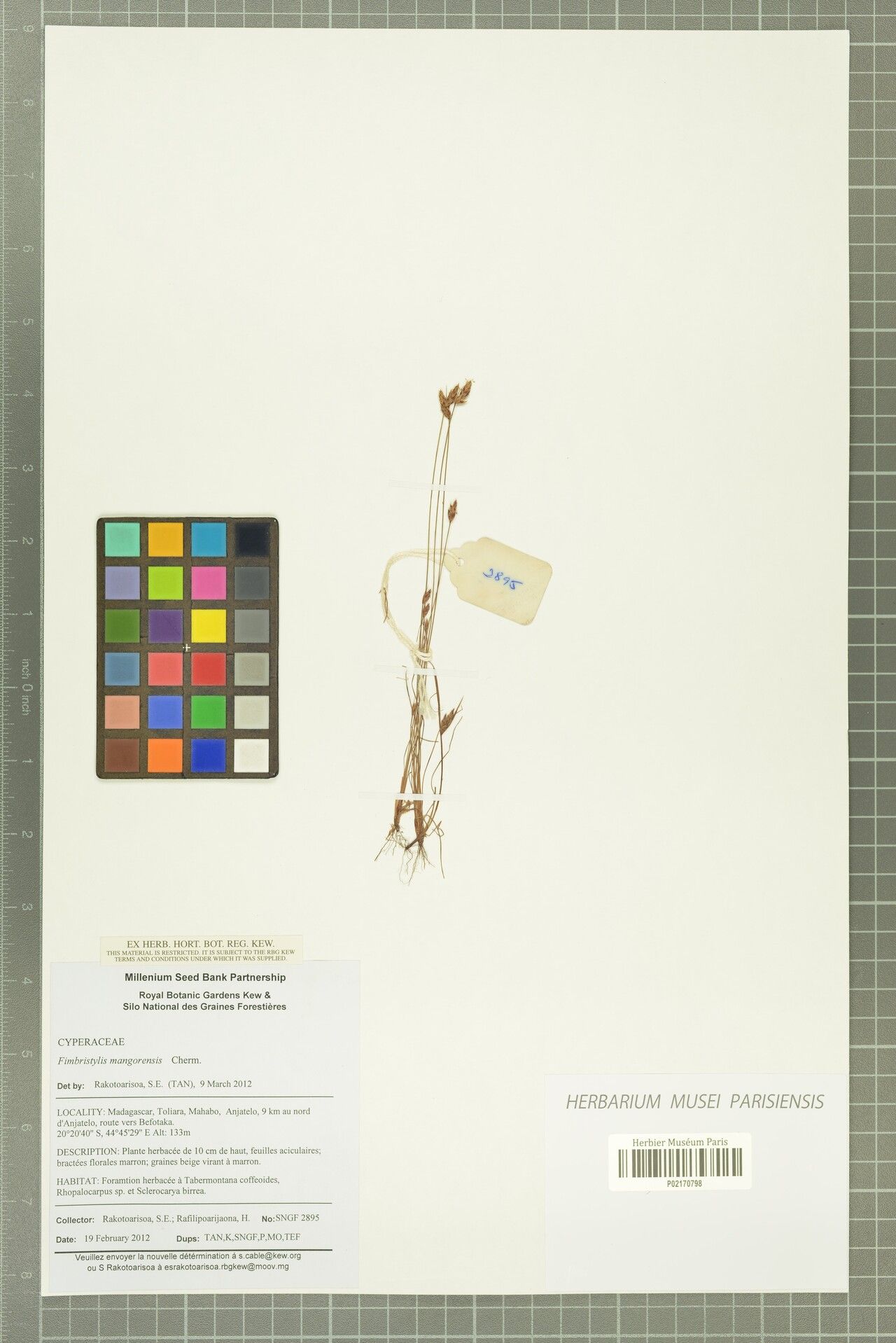 Fimbristylis mangorensis — houseplant care guide