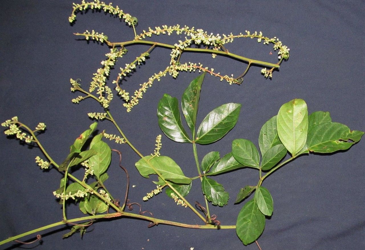 Serjania mexicana other