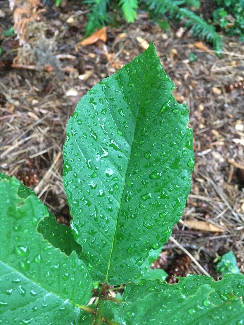 Frangula purshiana — search result for 'Rhamnaceae'