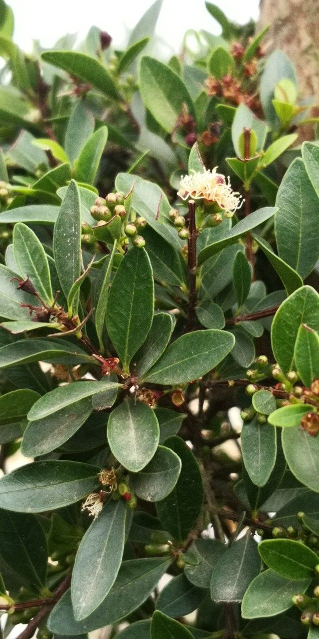 Syzygium buxifolium — search result for 'Eugenia'