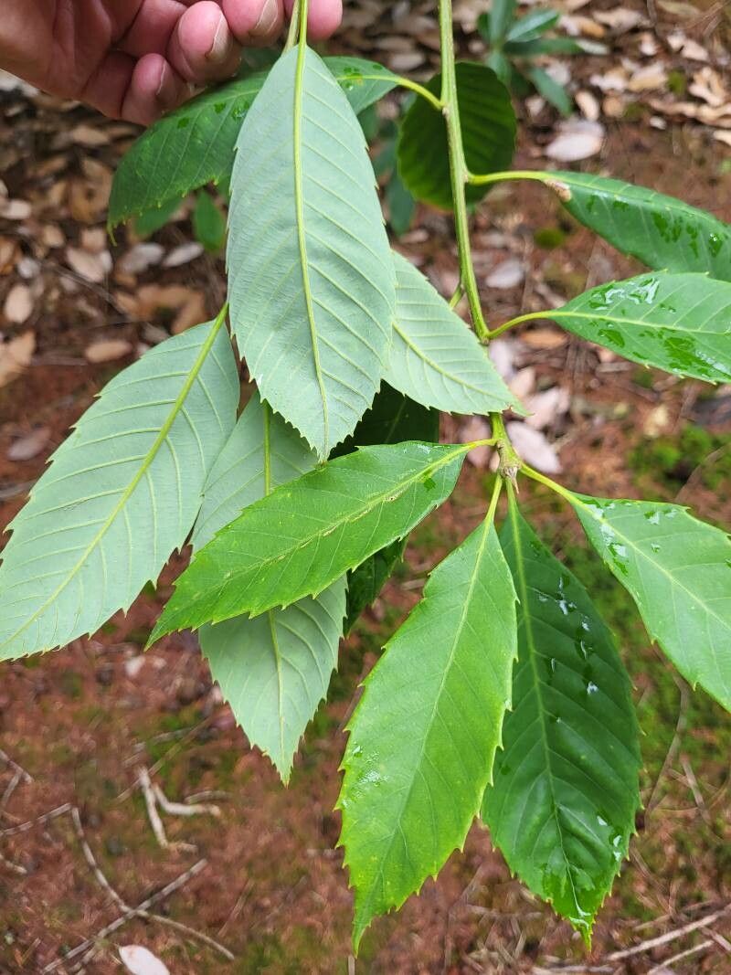 Quercus kiukiangensis — houseplant care guide