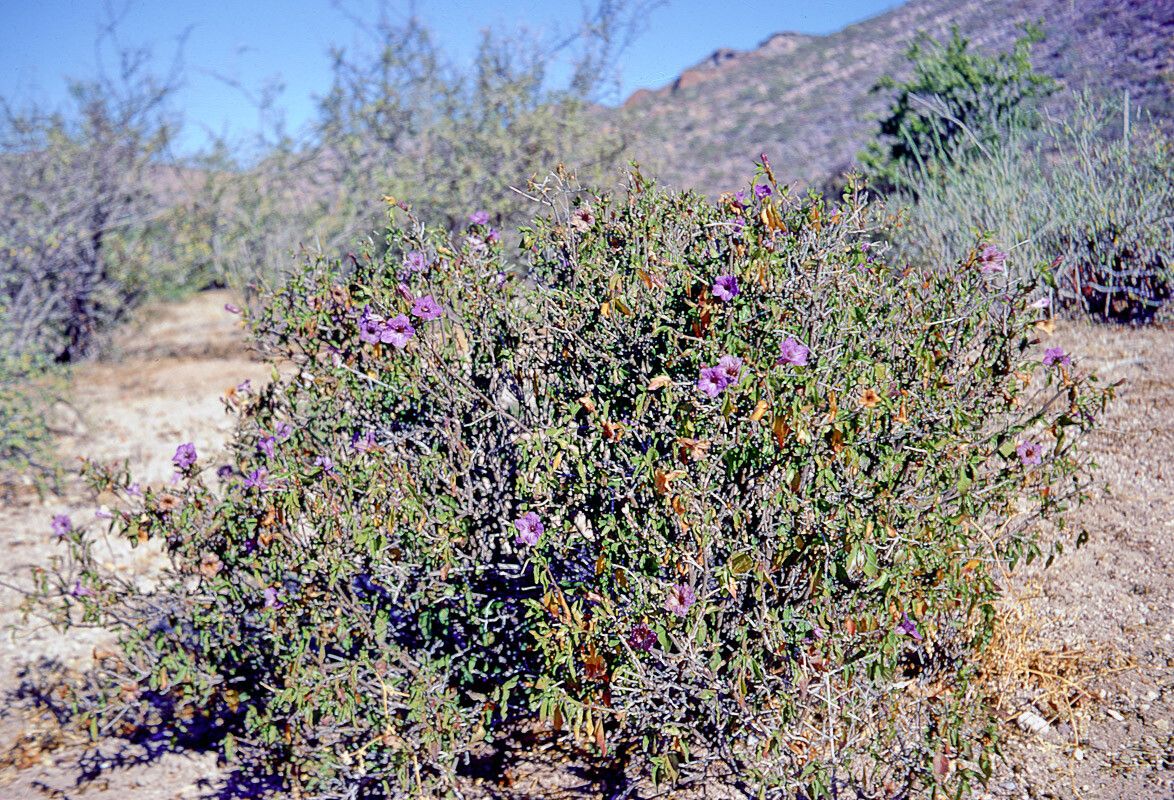 Ruellia californica — search result for 'Ruellia'