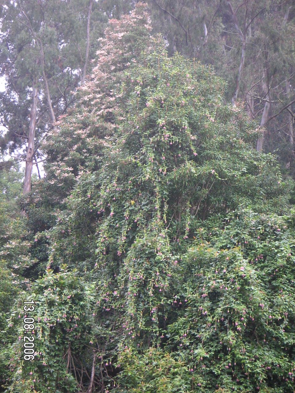 Passiflora × exoniensis habit