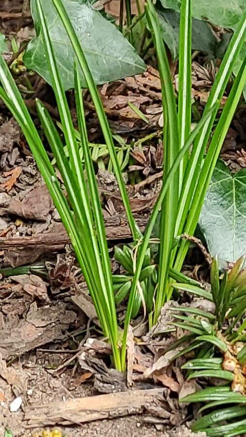 Crocus tommasinianus