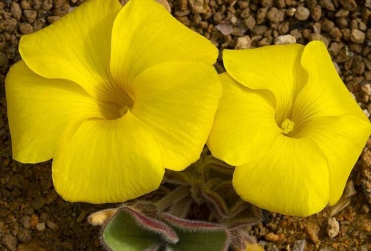 Oxalis luteola flower