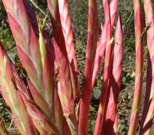 Tillandsia catimbauensis flower