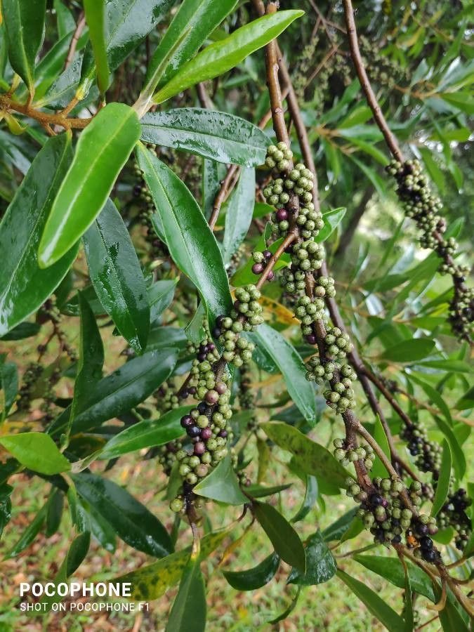 Myrsine coriacea fruit