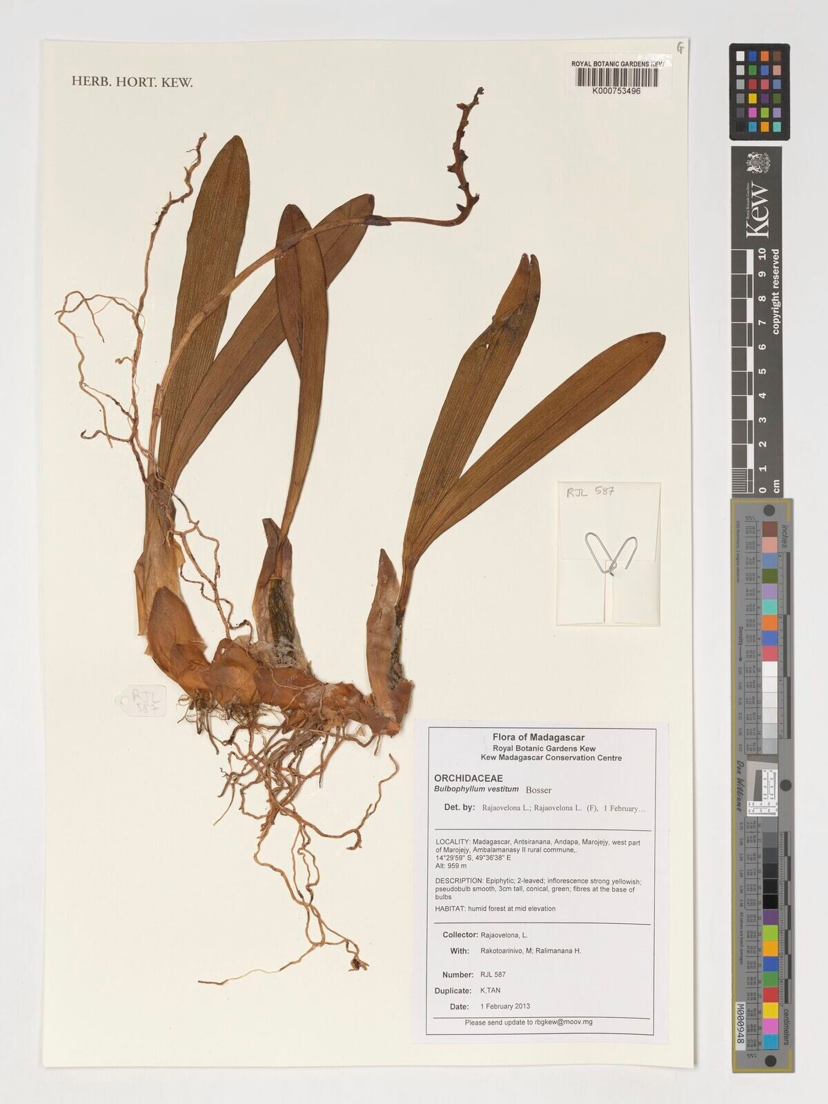 Bulbophyllum vestitum — houseplant care guide