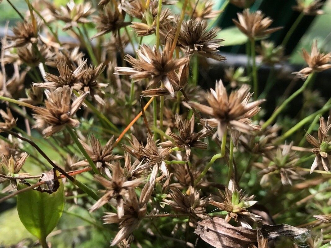 Juncus pygmaeus fruit