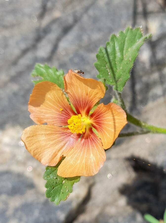 Sida variegata — search result for 'Sida'