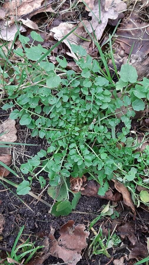Cardamine raphanifolia — search result for 'Cardamine'