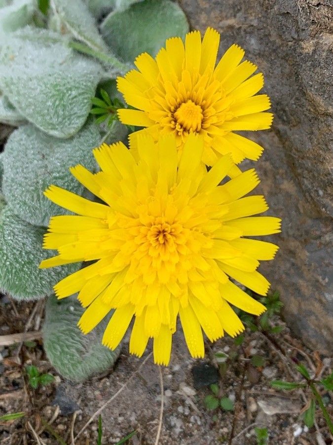 Hieracium mixtum flower