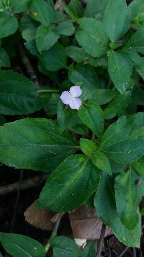 Tradescantia brevifolia — search result for 'Commelinaceae'