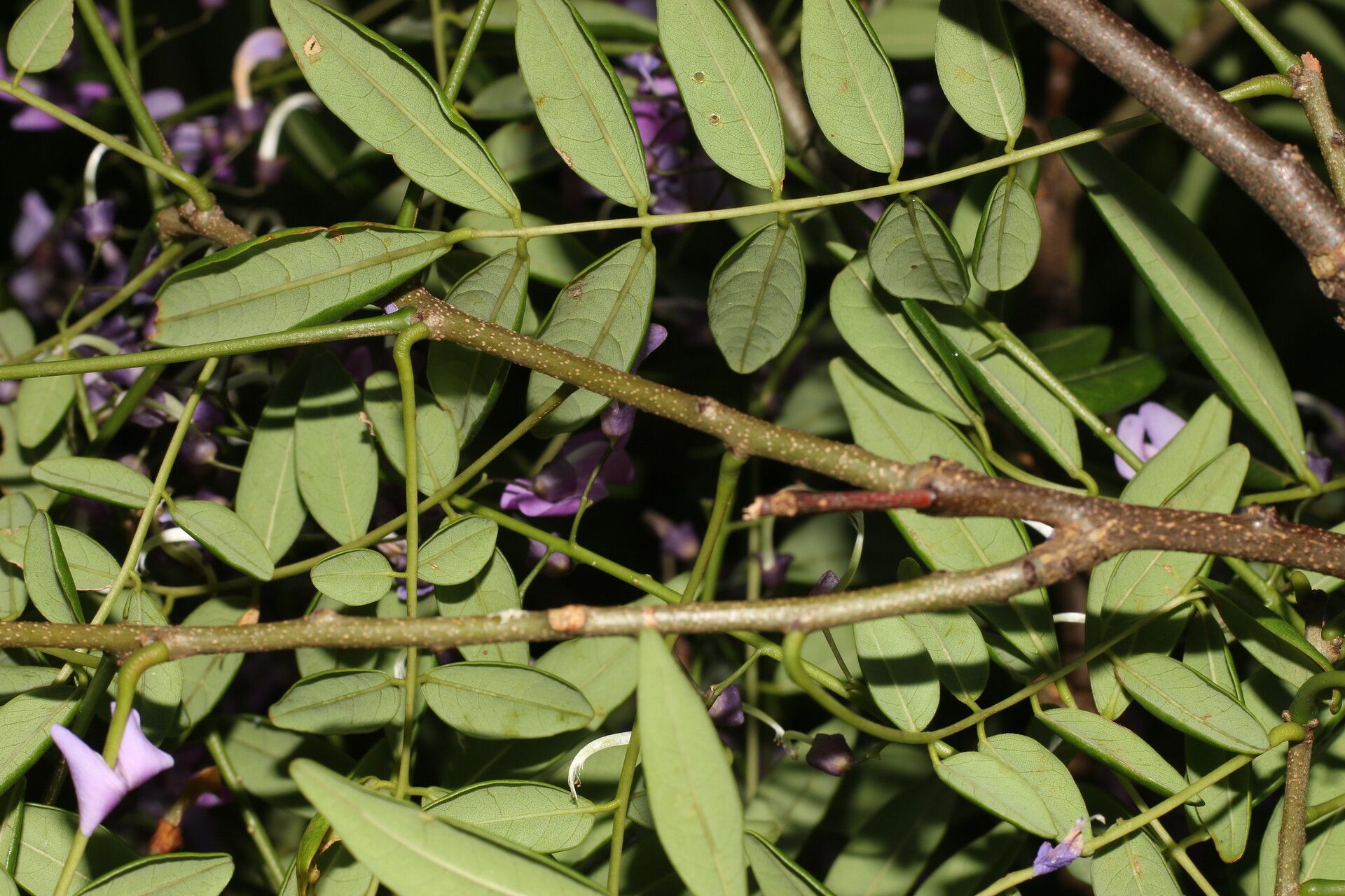 Lonchocarpus schiedeanus habit