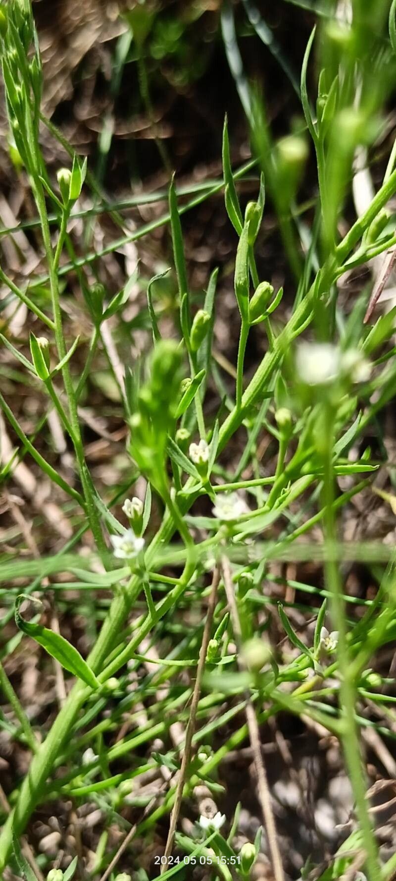Thesium ramosum leaf