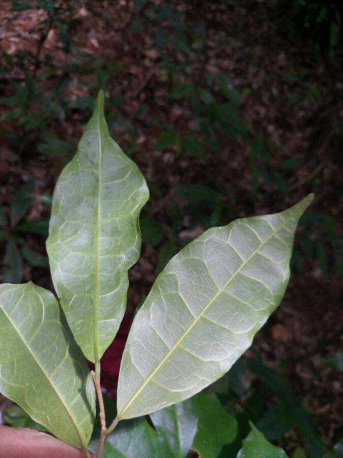 Brosimum oligandrum — search result for 'Brosimum'