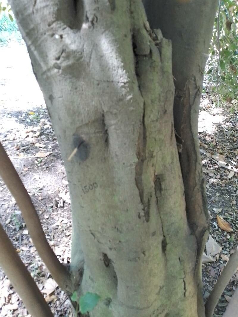 Cryptocarya woodii bark