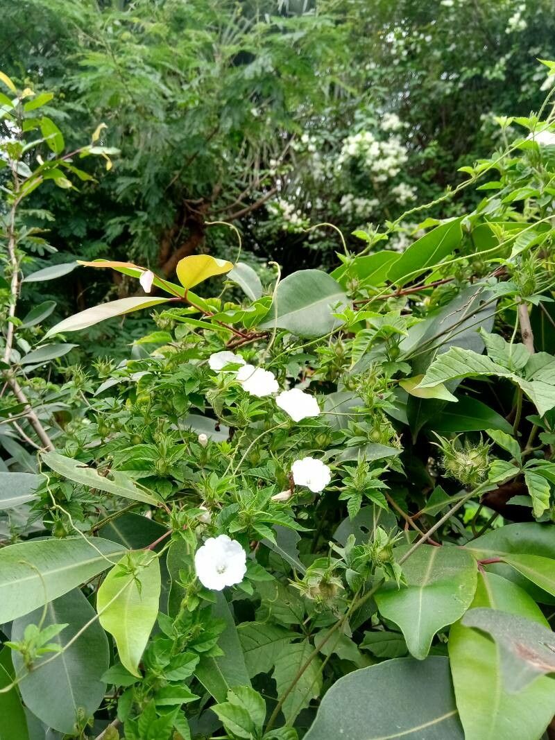 Merremia cissoides habit