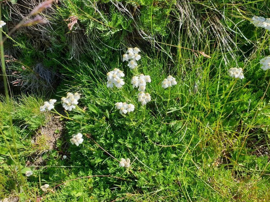 Achillea erba-rotta habit