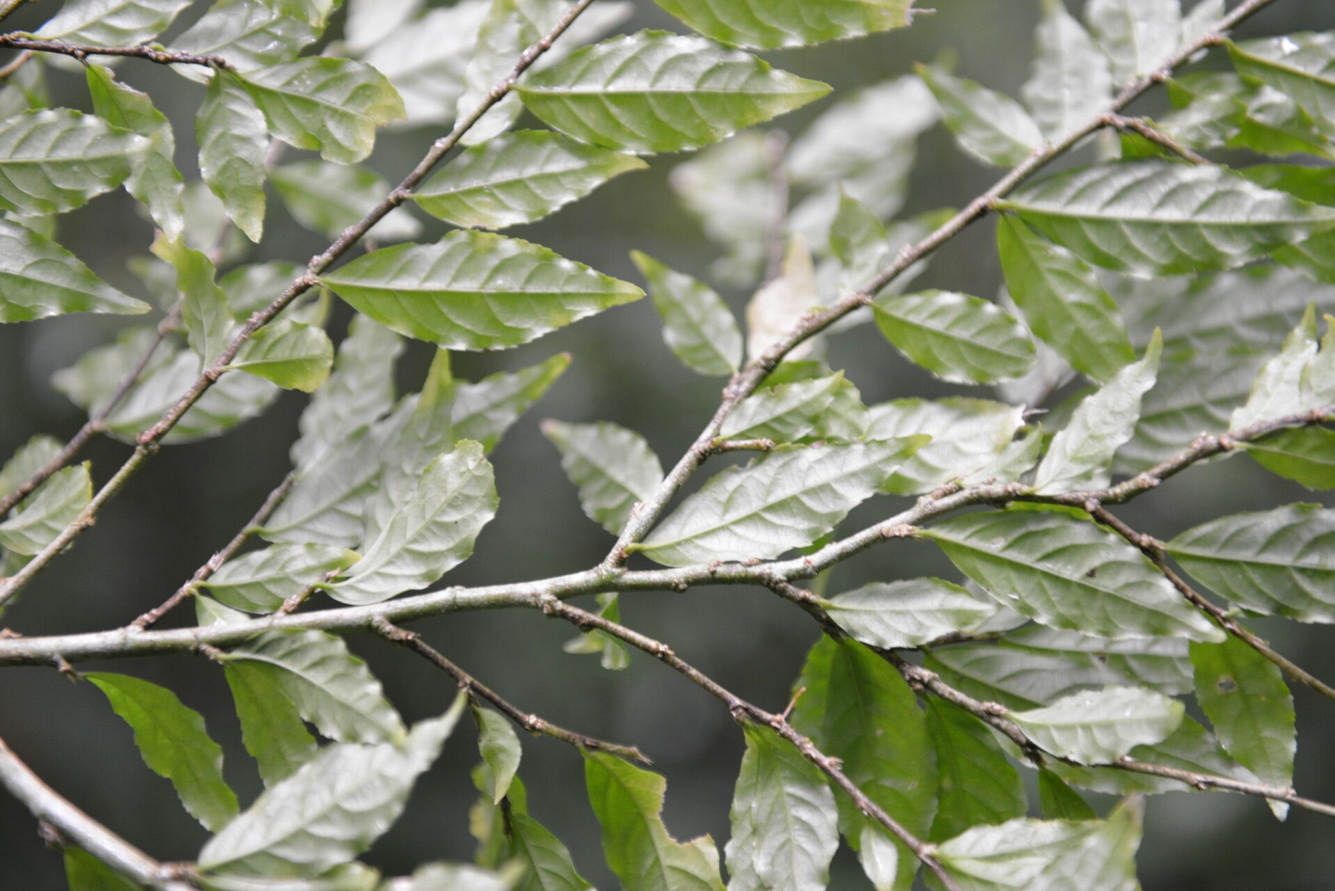 Hybanthus guanacastensis — houseplant care guide