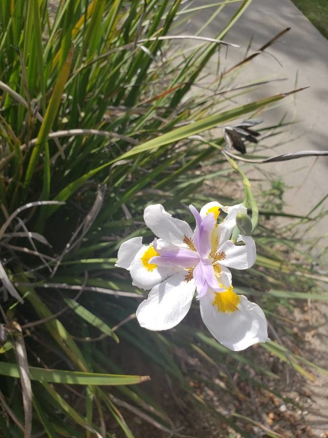 Dietes grandiflora flower