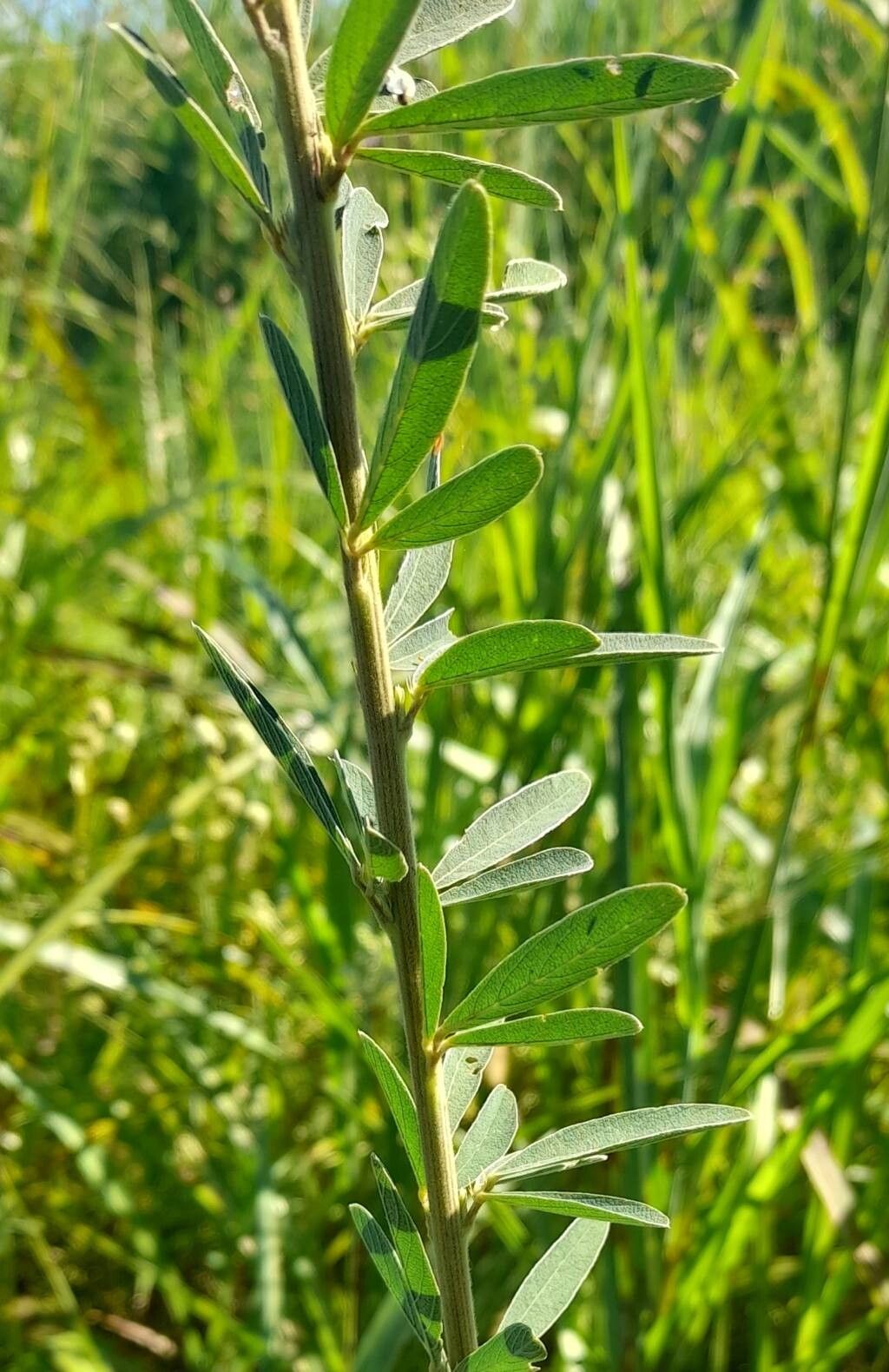 Desmodium cuneatum leaf