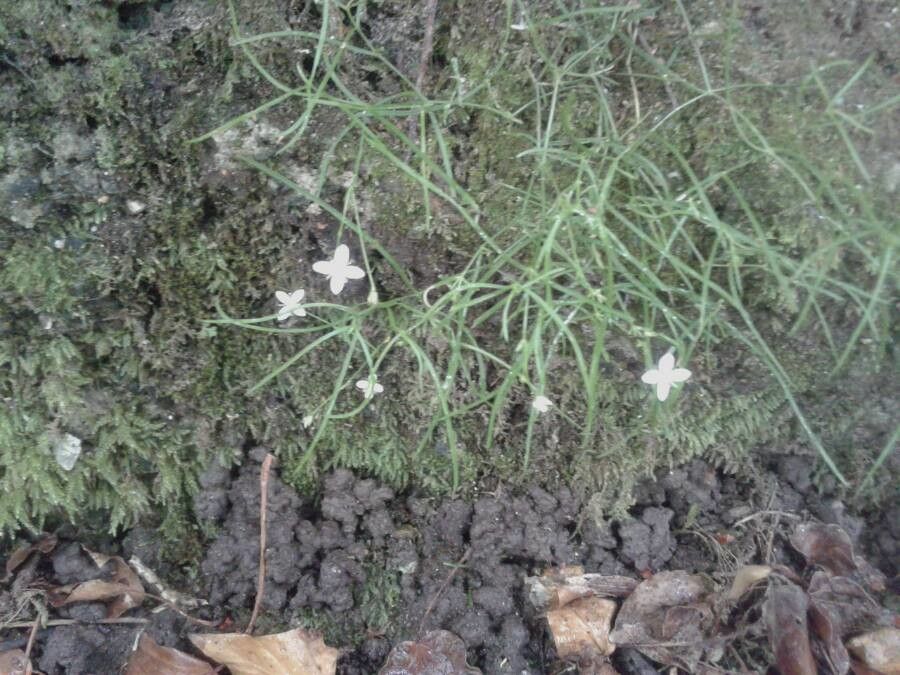 Heliotropium tenellum — search result for 'Heliotropium'