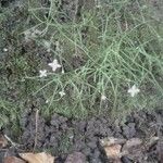 Heliotropium tenellum