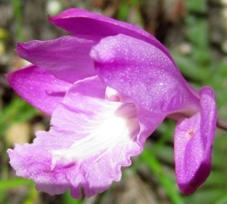 Bletia patula flower