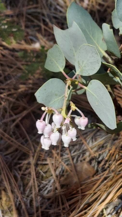 Arctostaphylos viscida flower