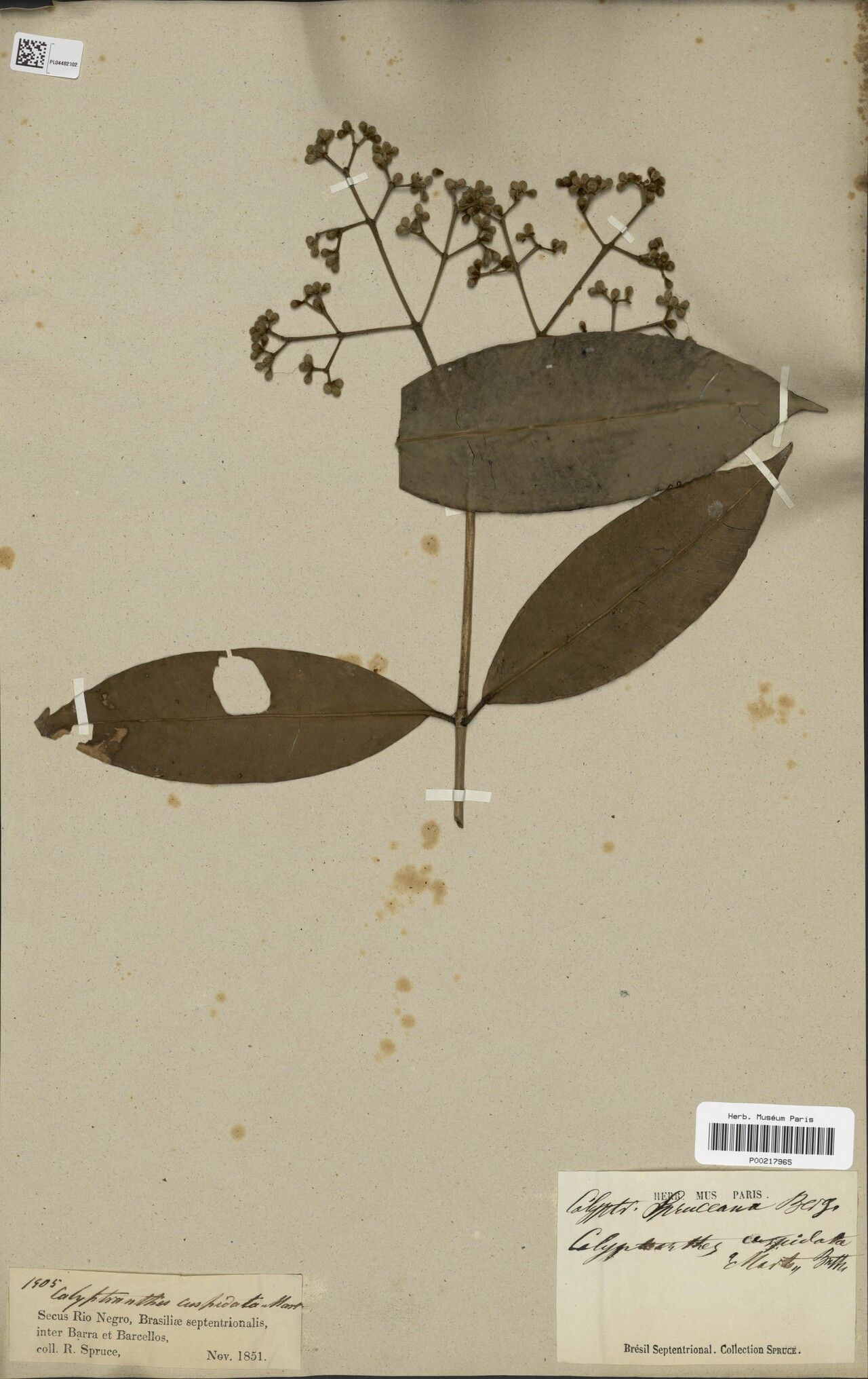 Myrcia cuspidata — houseplant care guide