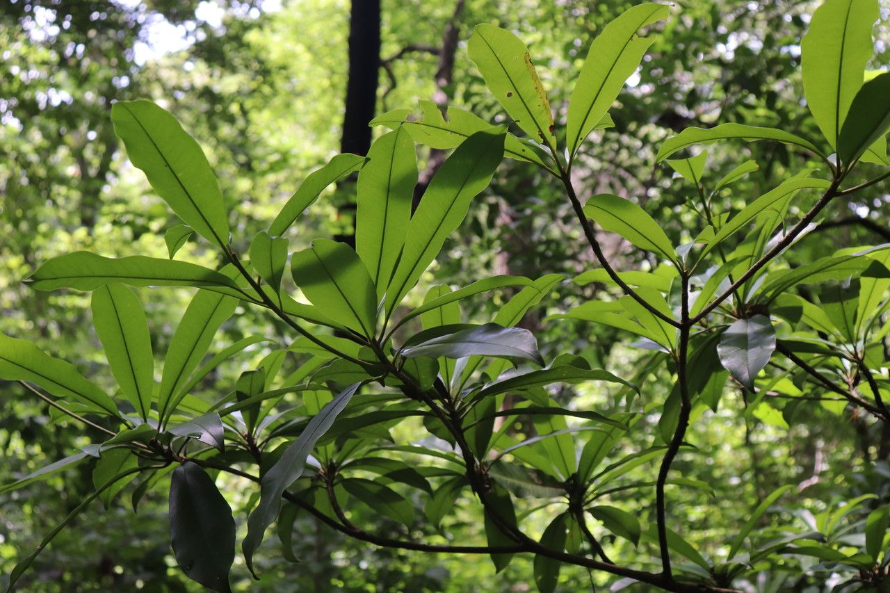 Pouteria reticulata leaf