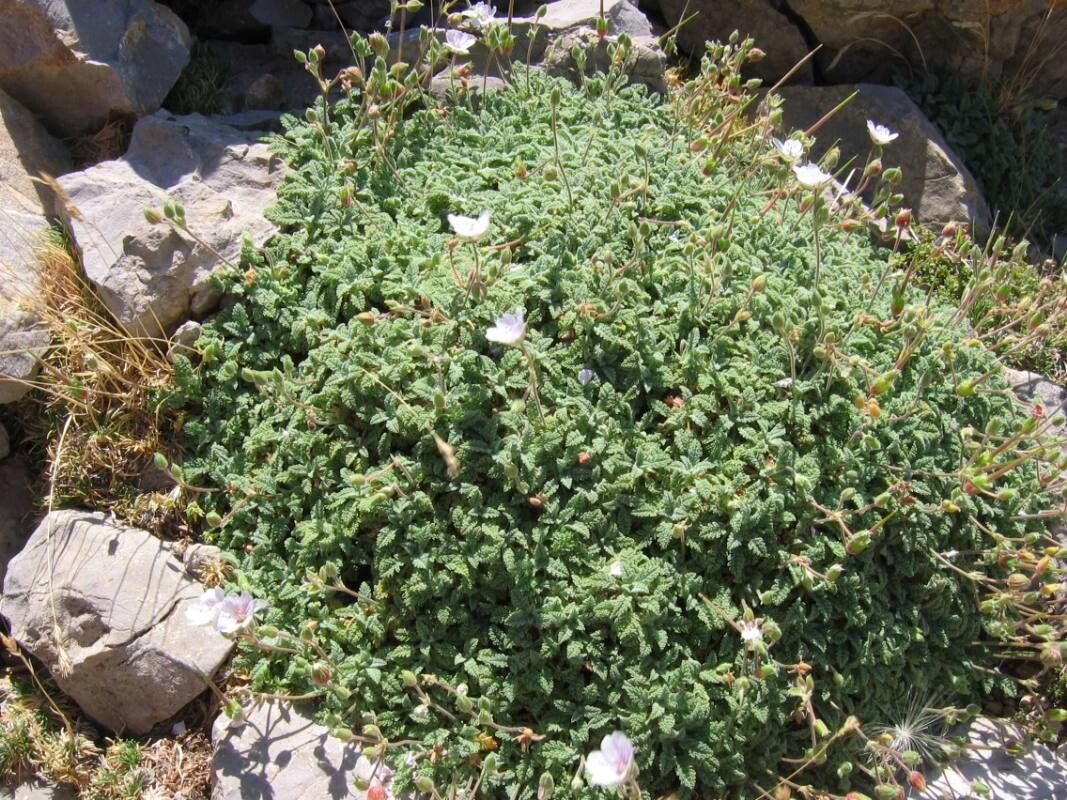 Erodium celtibericum — search result for 'Erodium'