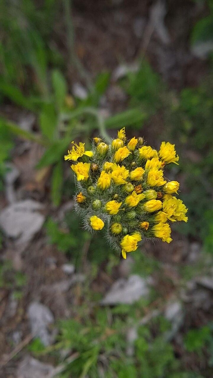 Pilosella cymosa flower