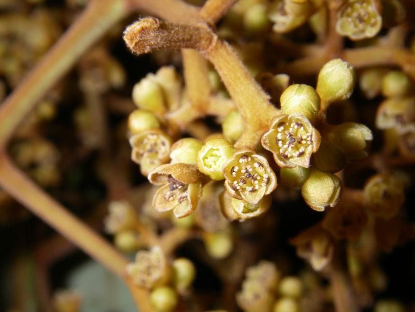Ocotea hartshorniana flower
