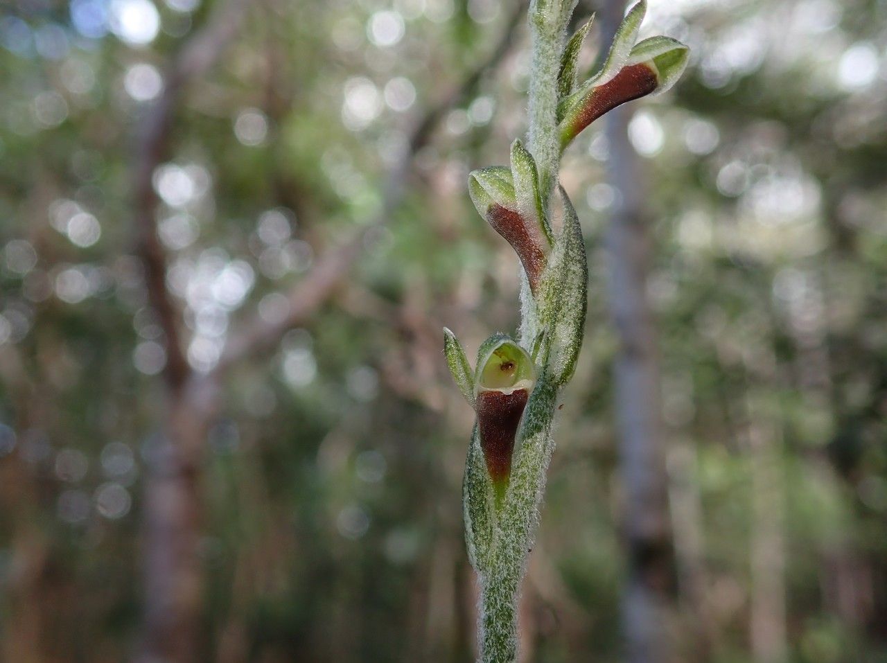 Pachyplectron neocaledonicum flower