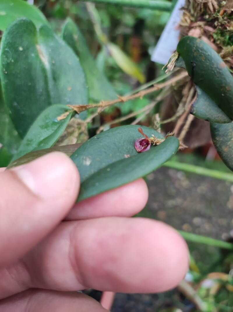 Trichosalpinx ringens — houseplant care guide