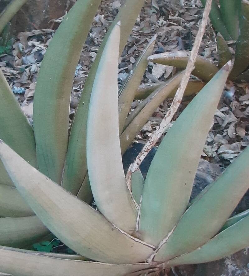 Dracaena pfisteri — houseplant care guide