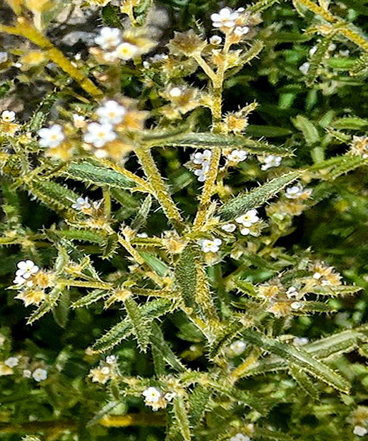 Johnstonella holoptera — search result for 'Cryptantha'