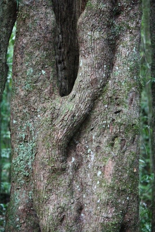 Sideroxylon borbonicum bark
