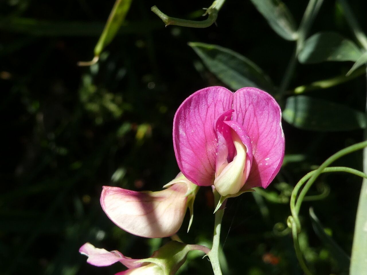 Lathyrus cirrhosus flower