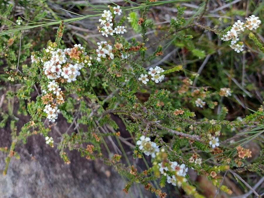 Baeckea diosmifolia habit