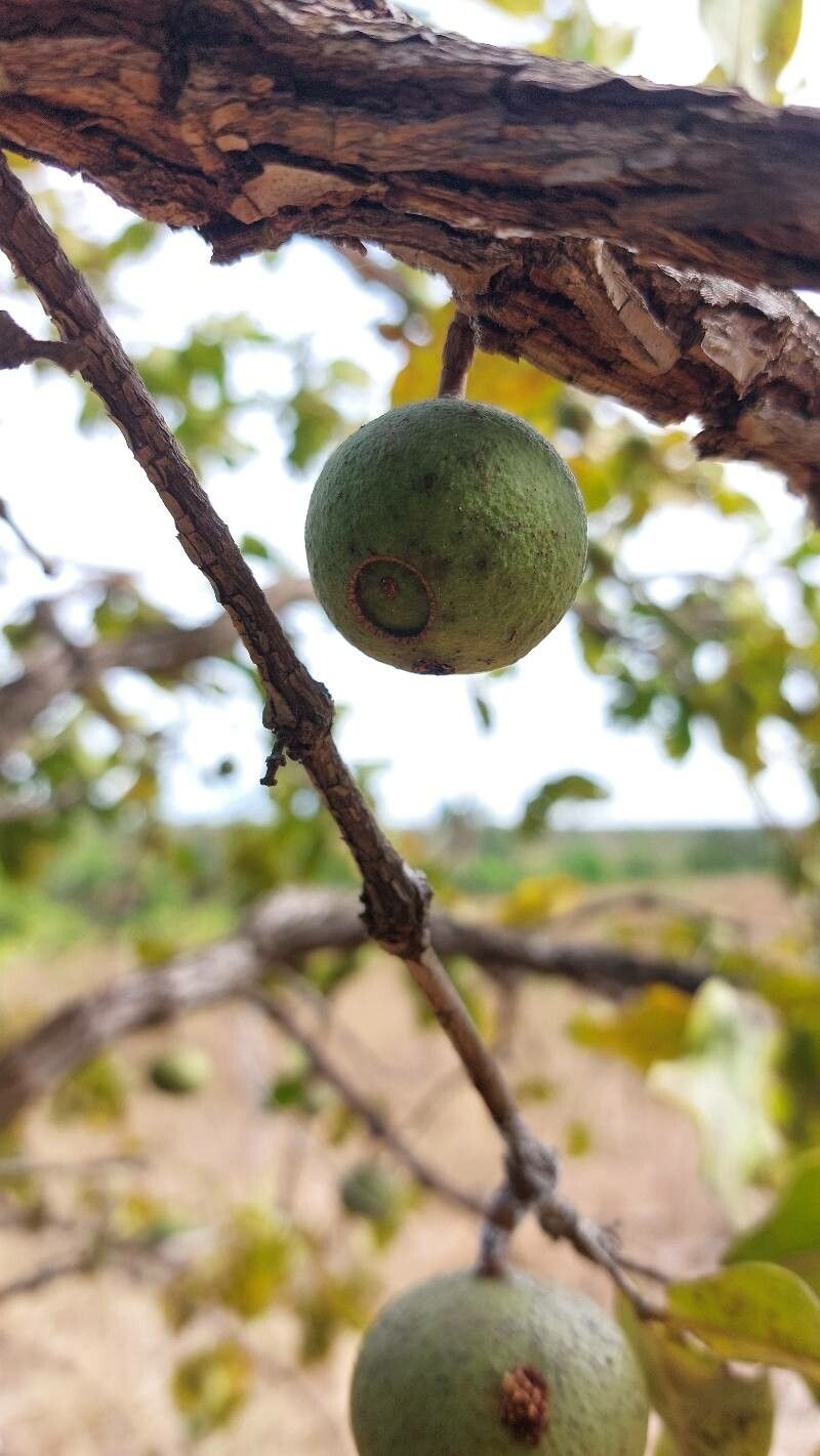 Mouriri elliptica fruit