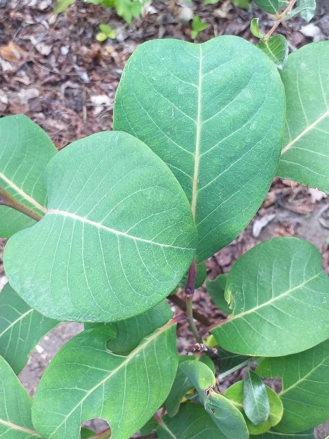 Salix magnifica — search result for 'Salicaceae'